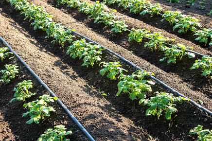 Drip irrigation in potato cultivation | © GH