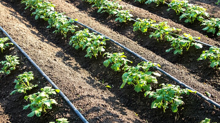 Drip irrigation in potato cultivation | © GH